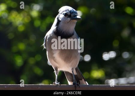 Bluejay posiert auf der Terrasse im Hinterhof Stockfoto