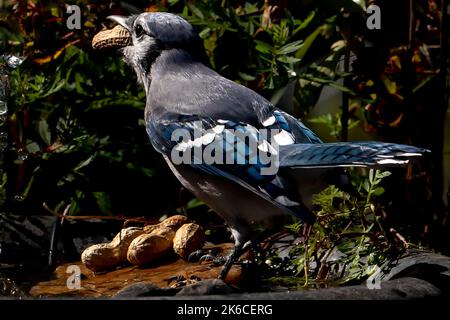 Bluejay posiert auf der Terrasse im Hinterhof Stockfoto