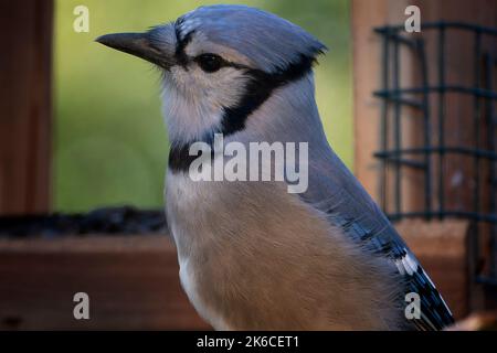 Bluejay posiert auf der Terrasse im Hinterhof Stockfoto