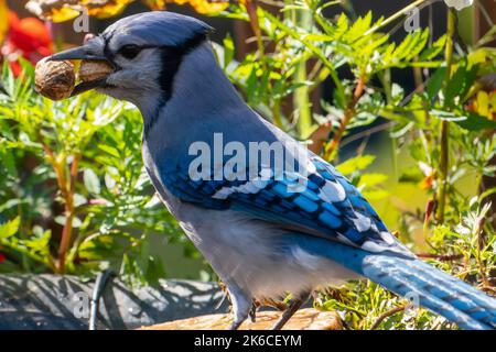 Bluejay posiert auf der Terrasse im Hinterhof Stockfoto