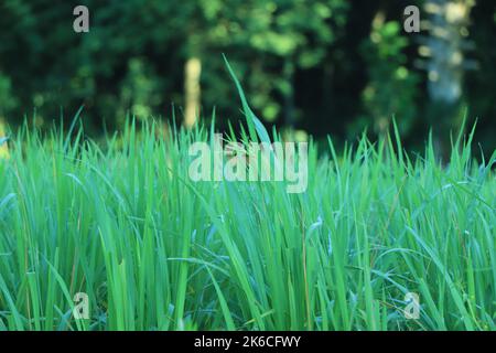 Nahaufnahme von grünen Grashalmen vor grünem Hintergrund Stockfoto