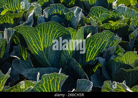 Gelbe Korn- und Blattadern auf Kohl gegen Licht und Sonne im Herbst, Deutschland Stockfoto