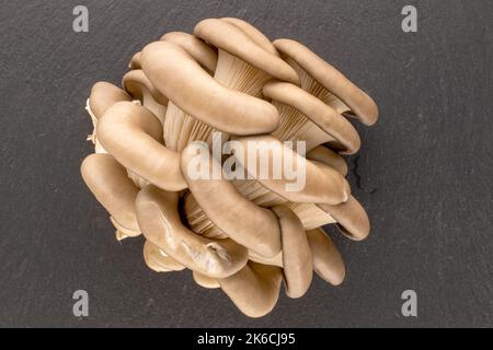 Frische Bio-Austernpilze auf Schieferstein, Makro, Draufsicht. Stockfoto