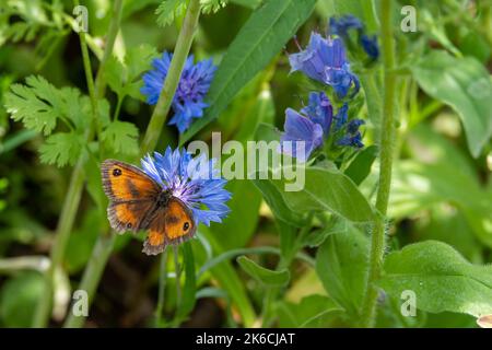 Torwartschmetterling auch als Hecke braun auf einer leuchtend blauen Kornblume bekannt Stockfoto