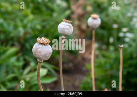 mohnköpfe mit einem verschwommenen grünen Hintergrund Stockfoto