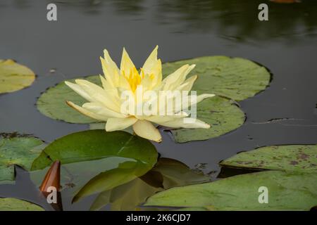 Hübsche gelbe Seerose zwischen grünen Pads im Teich Stockfoto