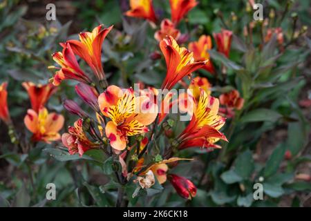 Feurig-orange gelbe und rote Blüten von Alstroemeria indische Sommer peruanische Lilie Stockfoto