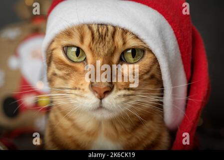 Kopf einer Katze in einem Weihnachtsmann Hut Nahaufnahme auf einem dunklen Hintergrund. Vorderansicht. Stockfoto