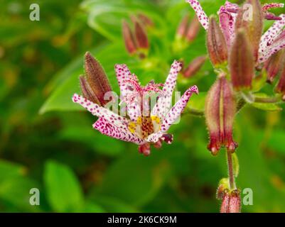 Japanische Krötenlilie Blume Stockfoto