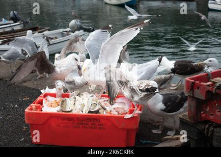 Möwen, die im Bulloch Harbour Dalkey in der Nähe von Dublin, Irland, an Fischresten massieren und füttern Stockfoto