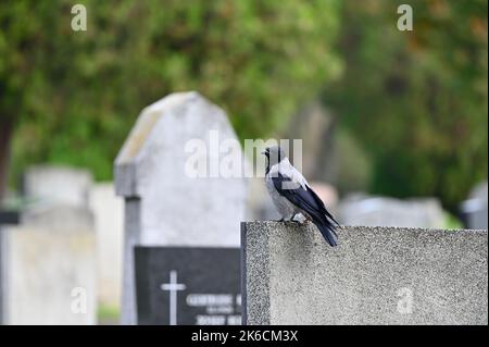 Wien, Österreich. Der Zentralfriedhof in Wien. Krähe (Corvus) auf einem Grabstein Stockfoto