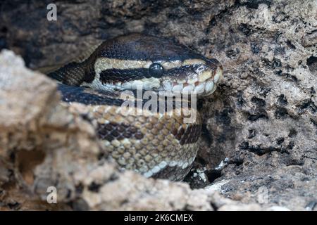 Nahaufnahme von Royal Python (Python regius) Stockfoto
