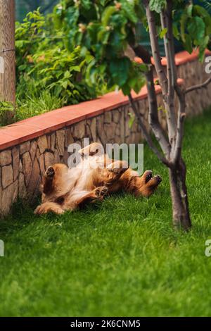 Eine vertikale Aufnahme einer goldenen Retriever, die auf dem Gras auf ihrem Rücken liegt Stockfoto