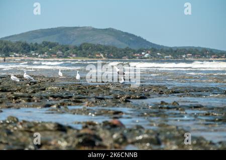 Möwen brüten auf den Felsen am Strand von Las Flores, Maldonado, Uruguay. Wellen, die zerschmettern und Berge am Ende der Meereslandschaft. Stockfoto