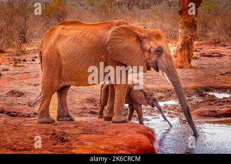 Elefantenmutter mit ihrem Baby, das Wasser trinkt, im Tsavo East National Park, Kenia Stockfoto