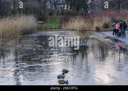 Enten auf einem Tongrubenteich im Szczesliwicki-Park im Stadtteil Ochota in Warschau, der Hauptstadt Polens Stockfoto