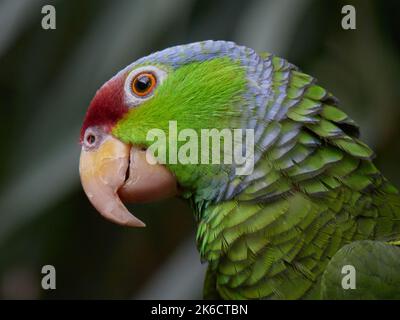 Eine Nahaufnahme eines Lilac-gekrönten Amazonas-Papagei Stockfoto