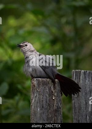 Eine selektive Fokusaufnahme eines Catvogels, der auf einem runden Holzpfosten steht Stockfoto