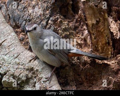 Eine Nahaufnahme eines Catvogels, der auf einer Baumrinde steht Stockfoto