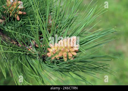 Pollenkegel auf Kiefern in East Brabourne, Ashford, Kent, England, Vereinigtes Königreich Stockfoto