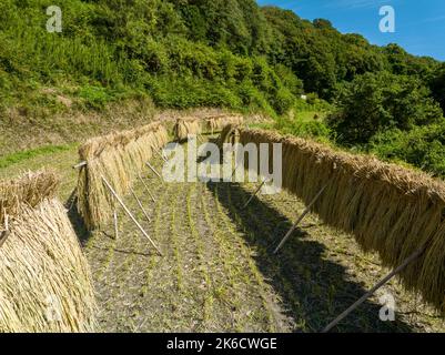 Frisch geernteter Reis hängt zum Trocknen auf dem Feld auf einem kleinen Bauernhof Stockfoto