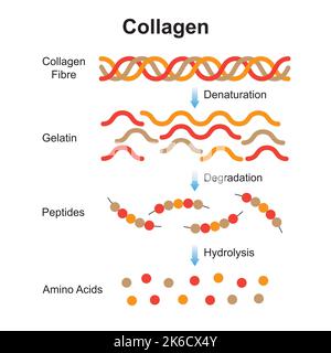 Wissenschaftliche Gestaltung der Kollagendenaturierung und -Degradation. Bildung Von Aminosäuren Aus Dem Collagen-Molekül. Bunte Symbole. Vektorgrafik. Stock Vektor