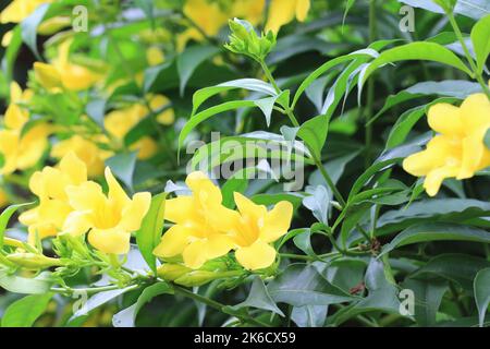 Campanilla, gewöhnliche Allamanda, goldene Trompetenblumen, Nahaufnahme von gelben Blumen, die im Garten blühen Stockfoto
