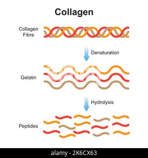 Wissenschaftliche Gestaltung der Kollagendenaturierung und -Degradation. Bildung Von Aminosäuren Aus Dem Collagen-Molekül. Bunte Symbole. Vektorgrafik. Stock Vektor