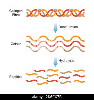 Wissenschaftliche Gestaltung der Kollagendenaturierung und -Degradation. Bildung Von Aminosäuren Aus Dem Collagen-Molekül. Bunte Symbole. Vektorgrafik. Stock Vektor