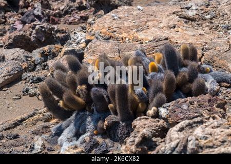 Eine Aufnahme von Kakteen, die auf einer Felsformation auf den Galapagos-Inseln in Ecuador wachsen Stockfoto