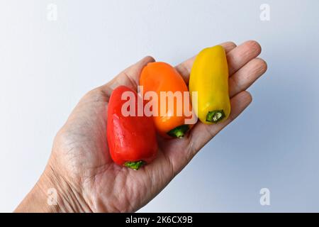 Mini-Paprika auf der Hand in einem hellen Hintergrund Stockfoto