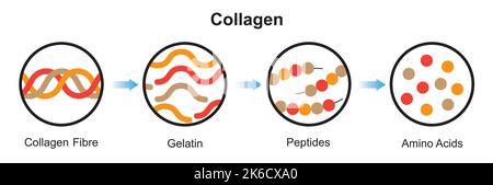 Wissenschaftliche Gestaltung der Kollagendenaturierung und -Degradation. Bildung Von Aminosäuren Aus Dem Collagen-Molekül. Bunte Symbole. Vektorgrafik. Stock Vektor