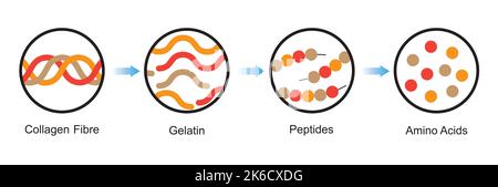 Wissenschaftliche Gestaltung der Kollagendenaturierung und -Degradation. Bildung Von Aminosäuren Aus Dem Collagen-Molekül. Bunte Symbole. Vektorgrafik. Stock Vektor