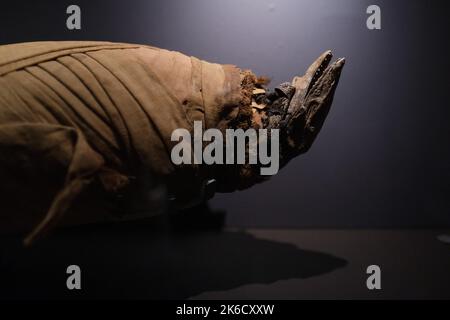 Mumie der Nil-Warane. Die Ausstellung „Mumien – bewahrte Körper, ewige Körper“ öffnet ihre Türen im Naturhistorischen Museum in Toulouse (Frankreich). Während der gesamten Geschichte der Menschheit und über die traditionellen ägyptischen Mumien hinaus, waren diese Begräbnisse, Canibale oder zufällige Riten in verschiedenen Regionen der Welt und mit verschiedenen Praktiken präsent: "Künstliche" Mumien, die vom Menschen geschaffen wurden, aber auch "natürliche" Mumien, die in Permafrost, Torf, Salz oder Bernstein und "wissenschaftliche" Mumien aufbewahrt wurden. Eine Ausstellung vom Oktober 22, die das Verhältnis zu Tod und Zeit hinterfragt, anerkannt Stockfoto