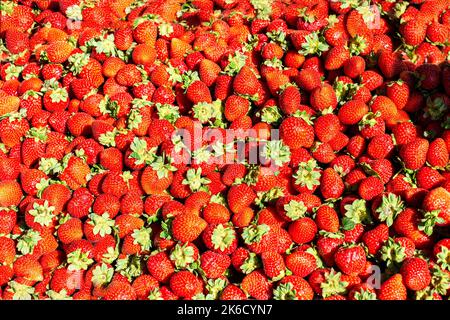 Haufen roter Erdbeeren auf einem Marktstand Stockfoto