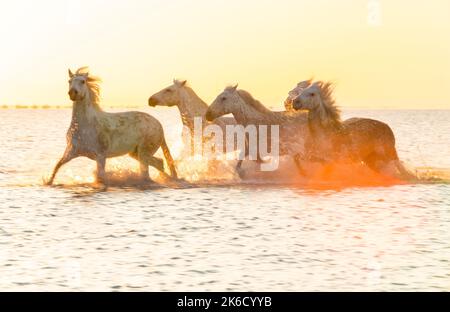 Weiße Pferde laufen durch Wasser, die Camargue, Frankreich Stockfoto