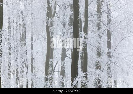 Bäume mit Schnee und Frost, nr Wotton, Gloucestershire, England, Vereinigtes Königreich Stockfoto