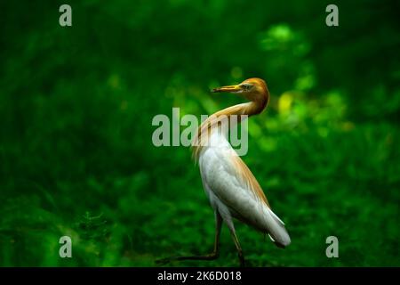 Nahaufnahme eines ägyptischen Reihern in der Natur Stockfoto