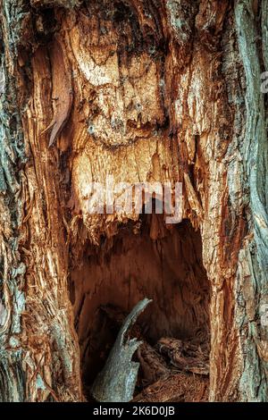 Hohl in einem trockenen und verfallenen alten Stamm Stockfoto