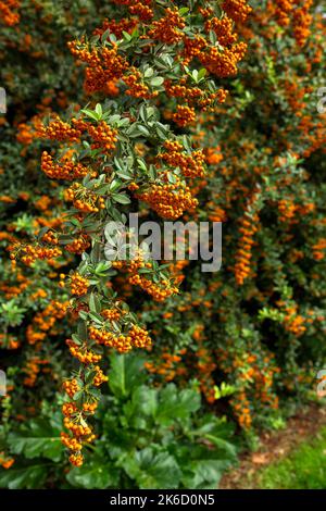 Natürlicher Hintergrund mit orangen Früchten auf üppig grünen Blättern Stockfoto
