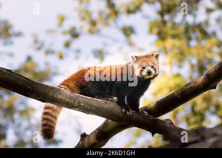 Porträt eines roten Pandas, der auf einem Ast im Wald sitzt und die Kamera anschaut Stockfoto
