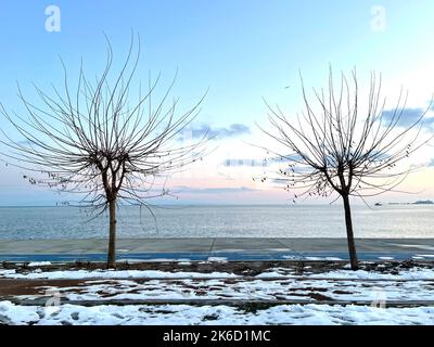 Bäume auf dem Hintergrund des Meeres in Istanbul Stockfoto