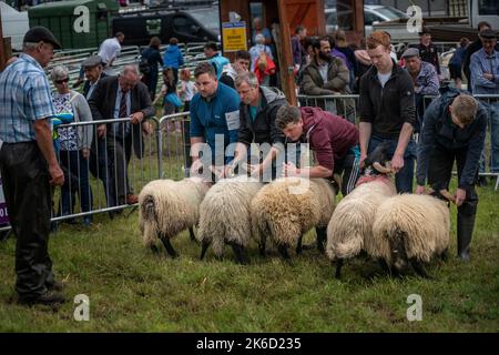 Die Bonniconlon Show und Gymkhana findet jährlich am Montag an den Feiertagen im August statt. Stockfoto