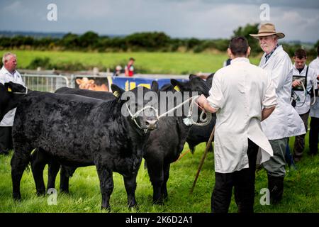 Die Bonniconlon Show und Gymkhana findet jährlich am Montag an den Feiertagen im August statt. Stockfoto