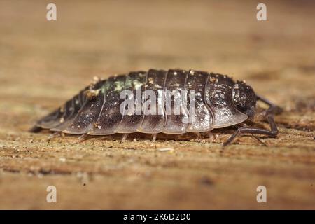 Detailreiche Nahaufnahme des Glänzenden Waldlauses, Oniscus asellus Stockfoto