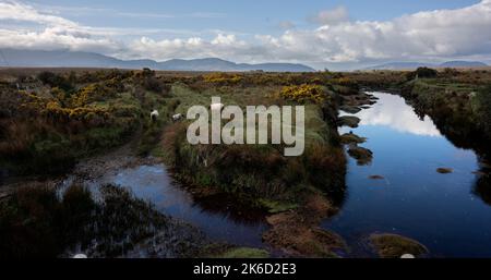 Schafe am Ufer des Owenduff River in Sheeanmore, County Mayo, Irland, am Rande des Wild Nephin National Park Stockfoto