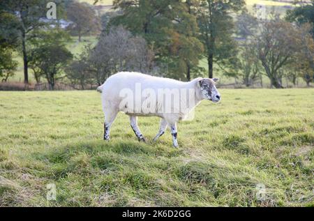 Ein hübsch aussehendes Schaf auf dem Pendle Hill Stockfoto