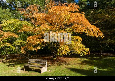 Bäume mit schönen Herbstfarben an einem sonnigen Tag. Stockfoto