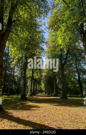 Bäume mit schönen Herbstfarben an einem sonnigen Tag. Stockfoto