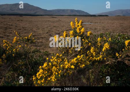 Blühender gelber Gorse im Wild Nephin National Park im irischen Bezirk Mayo. Es umfasst eine riesige 15.000 Hektar unbewohnte und unberührte Wildnis, Stockfoto